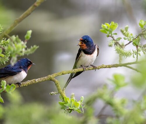 Cómo Hacer Observación De Aves En México