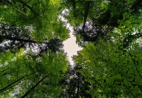 Cómo Reconocer Árboles Comunes En Los Bosques De México