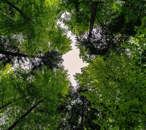Cómo Reconocer Árboles Comunes En Los Bosques De México