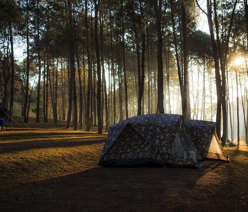 Cómo Proteger Tu Campamento De Insectos Y Animales Pequeños